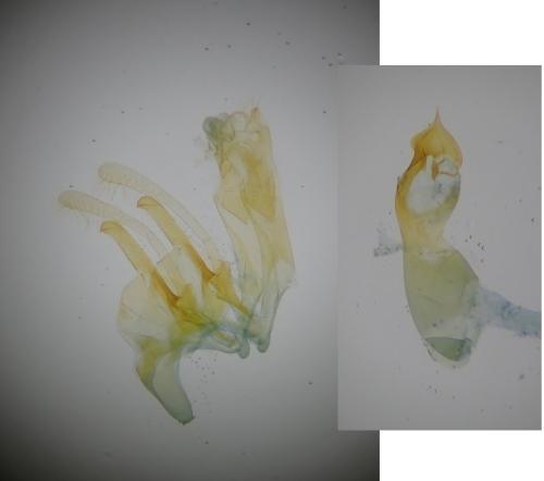 Gelechia turpella